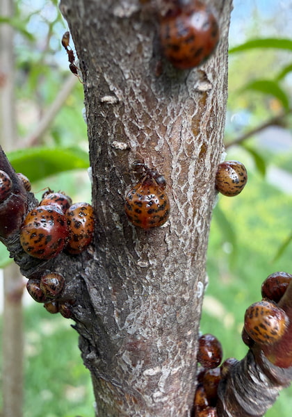 Bark close-up · scale infestation on south side