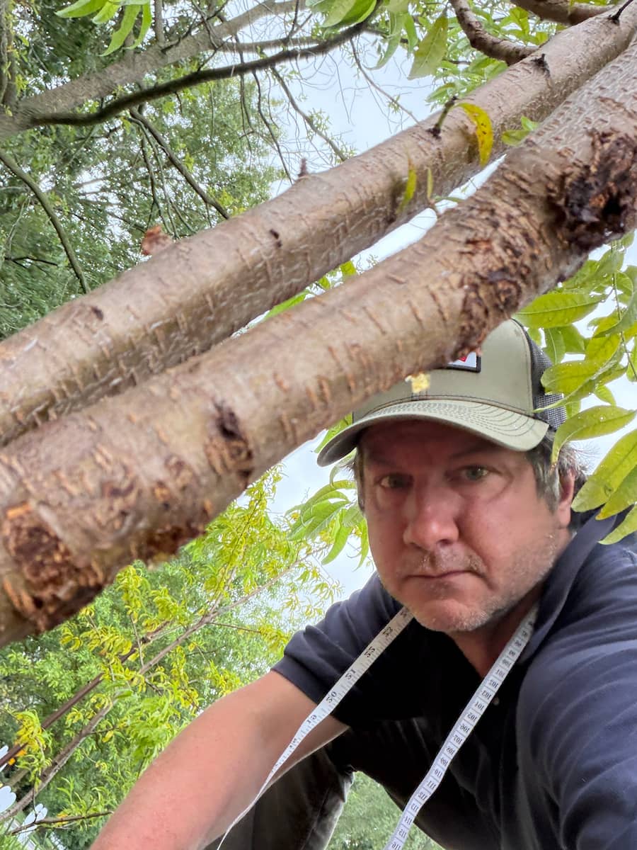 David All up in the canopy, a diameter tape wrapped around a mature trunk, measuring a tree in the field