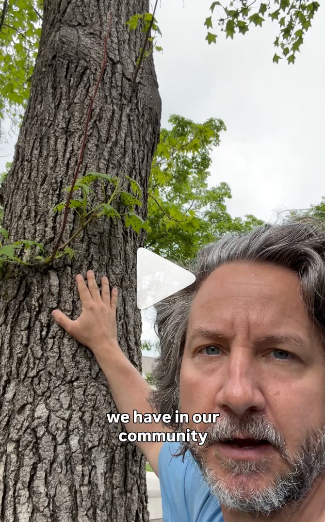 David All on a dog walk in Upper Arlington, hand on a sweetgum trunk, pointing out spotted lanternfly nymphs