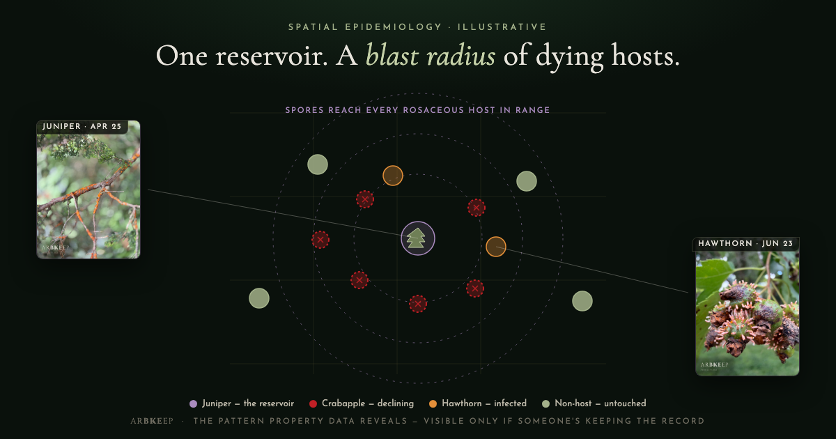 An illustrative property map showing a juniper disease reservoir and the blast radius of declining crabapples around it — the pattern spatial property data reveals