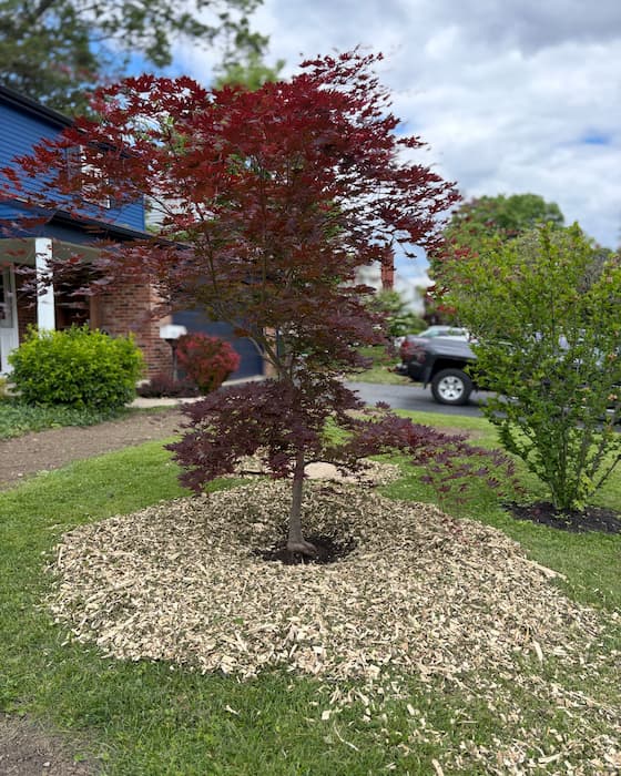 A Japanese maple framed in a phone viewfinder — ArbKeep used on a live tree in the field